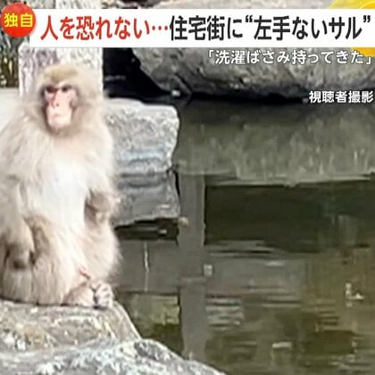 【独自】“左手ない猿”は餌付けされた？パンク町田氏「無視が一番」警鐘鳴らす…住民「芝生でくつろいでた」人を恐れず住宅街での目撃相次ぐ　神奈川・茅ヶ崎