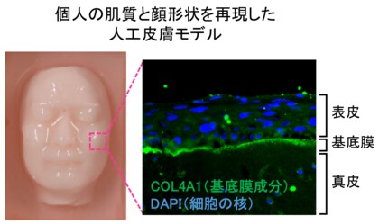 日本メナード化粧品、第51回日本香粧品学会学術大会において独自の人工皮膚モデル研究で会頭賞を受賞！