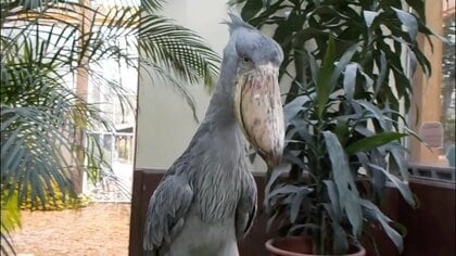 「ハシビロコウ」の“爆音すぎるコミュニケーション”が衝撃的…どんな時にするのか聞いてみた