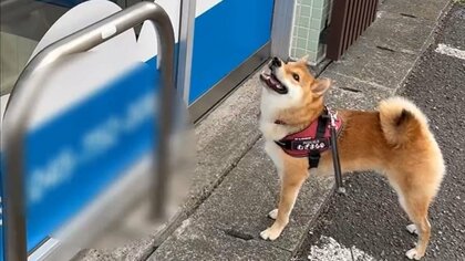 「先生が好きすぎて」用事がないのに動物病院で“開院待ち”する柴犬にほっこり…会えたときの様子を飼い主に聞いた
