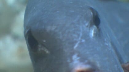 富山湾で初捕獲された幻の魚「ボウズモンガラ」が魚津水族館に登場！ 5年前に和名がついた謎多き深海魚