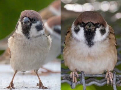 ふっくら可愛すぎ！「冬スズメ」が寒さを乗り切る秘策…夏はスッキリ！冬はモコモコ！