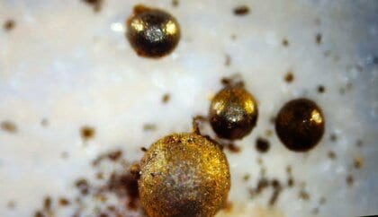 太平洋に落下の“隕石”は「太陽系外の物質」と判明　米ハーバード大教授「地球外文明の宇宙船」解明に前進か　