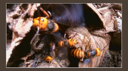 大群が一斉に襲いかかる…この時期凶暴化する『スズメバチ