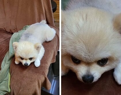 ふわふわポメラニアンが鋭い眼光で飼い主を“ガン見” 趣味のように