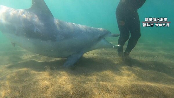 うみいるか Reel by I LOVE DOLPHIN🐬イルカを見る🐬イルカと泳ぐ (@ilovedolphin