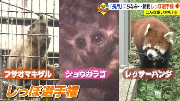 しっぽが1番長いのは？ 「とべ動物園」しっぽ選手権開催 長さを生かし