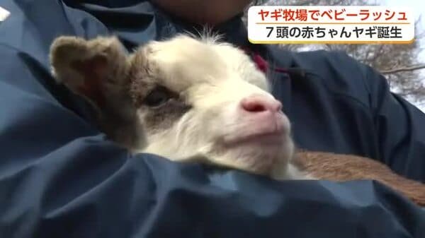 春の訪れを告げる牧場の赤ちゃんヤギ