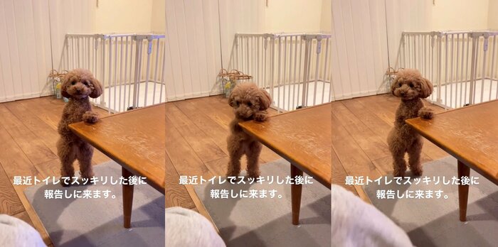 提供:トイプードル ディノセナとジュリさん