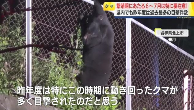 目撃されたクマ(資料:岩手県北上市 5月)
