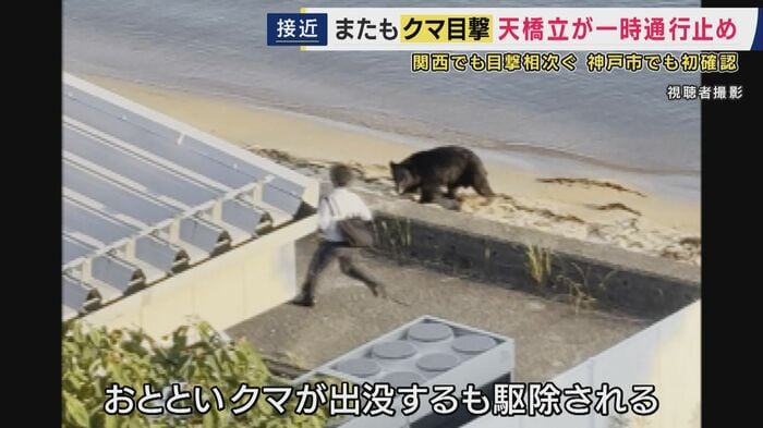 天橋立に出没したクマ(捕獲済み)