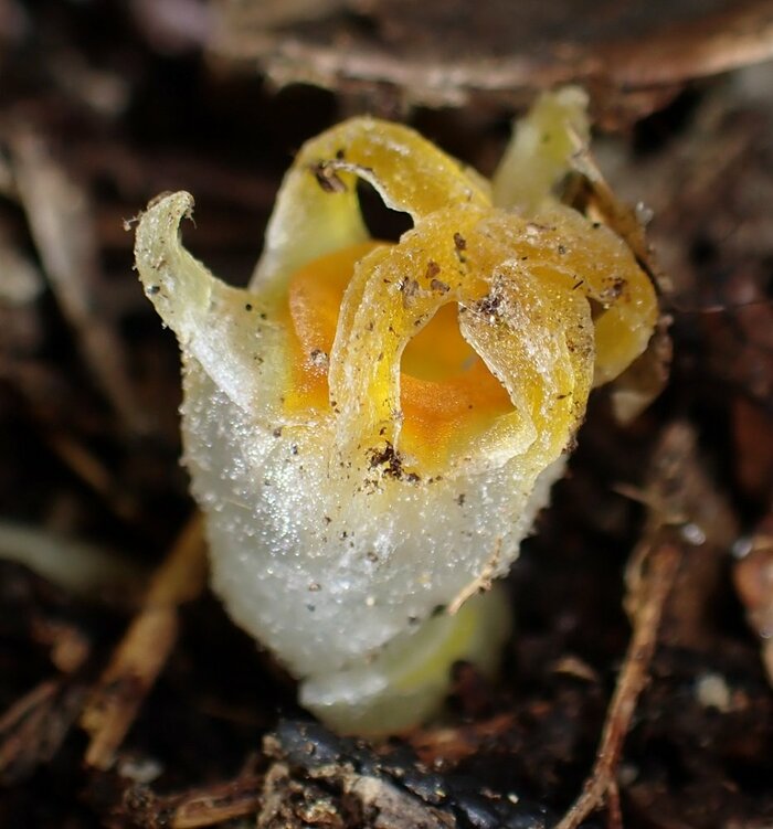 今回発見された「コウベタヌキノショクダイ」(画像提供:神戸大 末次健司教授)