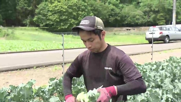 ブロッコリーの収穫をする久保田智治さん