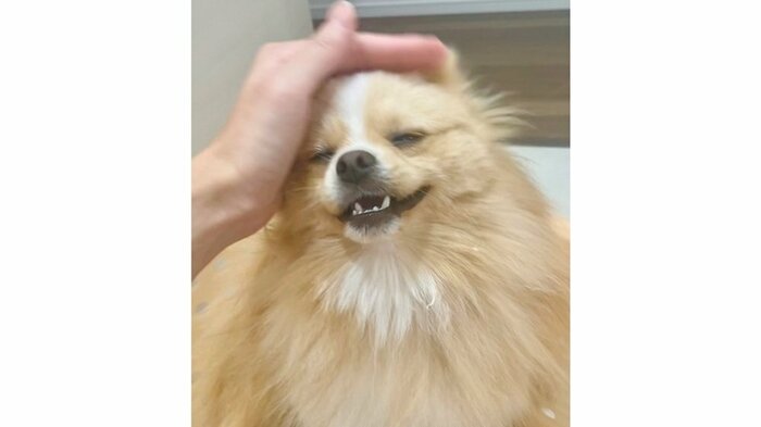 なでなでされて幸せそうな笑顔