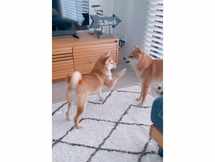 左:がんもくん 右:ちくわくん(提供:豆柴ちくわ&がんもさん)