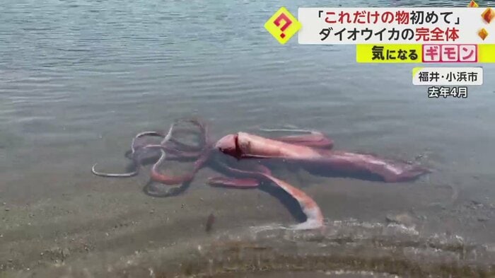 2022年4月に福井・小浜市の海岸に現れたダイオウイカ