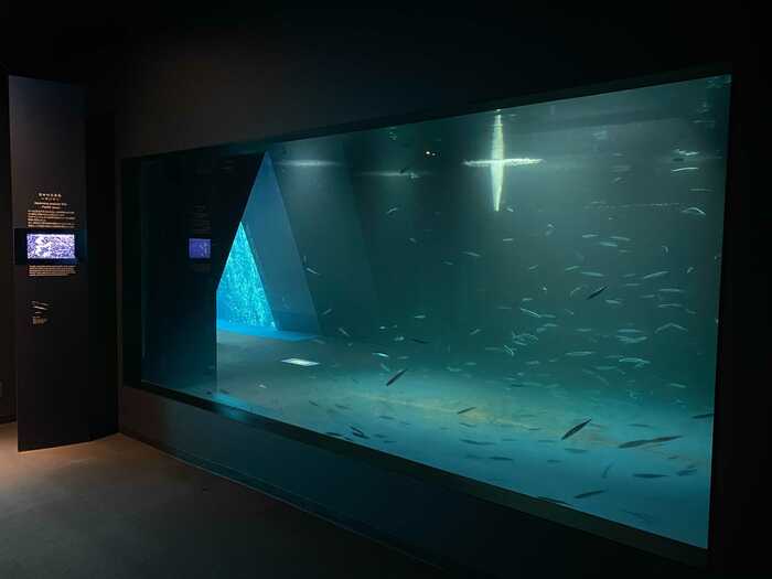 サンマの展示水槽(画像提供:アクアマリンふくしま)