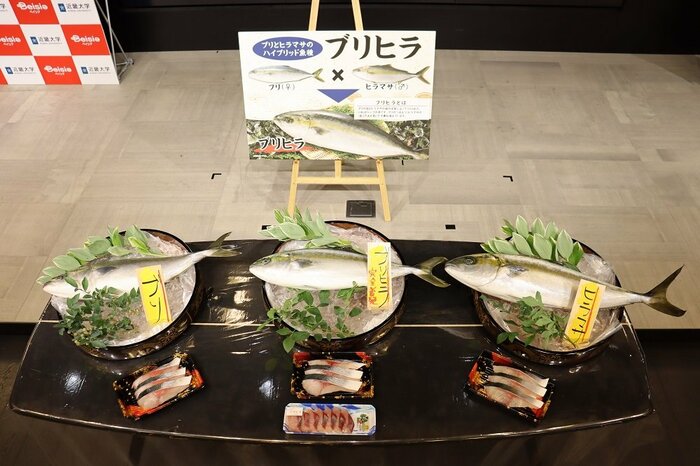 左からブリ、ブリヒラ、ヒラマサ(画像提供:近畿大学)