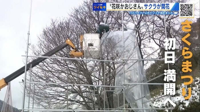 2月上旬、木をシートで覆う作業からスタート