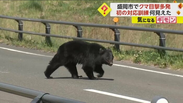 道路を歩くクマ