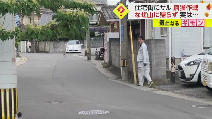 距離を保ちながら、サルについていく市の職員