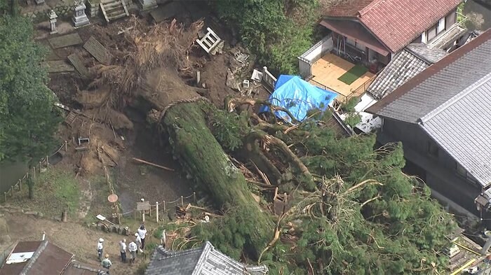 “樹齢1000年”御神木倒れる 岐阜・瑞浪市