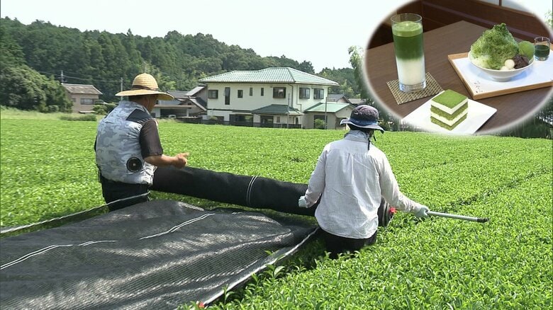 空前の抹茶ブームの裏で廃業相次ぐ茶農家　転換迫られる茶業界　苦境が続く静岡でも聞こえる”ジレンマ”｜FNNプライムオンライン