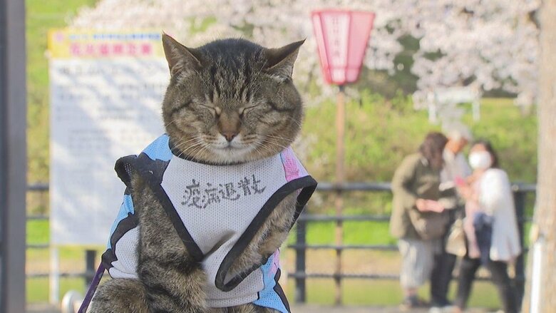 日本中を旅した“旅ネコさくら”天国に… 飼い主が語るさくらの一生「自慢の旅ネコだった」【新潟発】｜FNNプライムオンライン