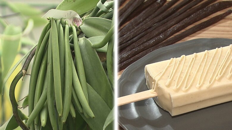 出荷農家わずか5戸「国産バニラビーンズ」天日乾燥で引き出される芳醇な甘いバニラの香り 希少な香りのアイスソルベに|FNNプライムオンライン