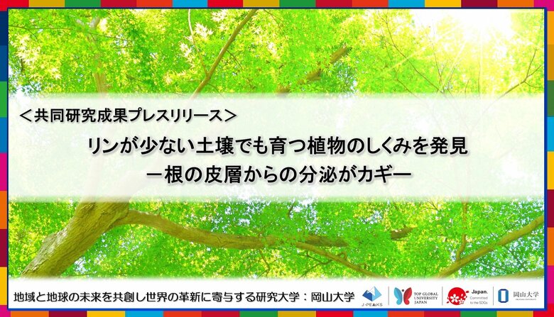 リンが少ない土壌でも育つ植物のしくみを発見-根の皮層からの分泌がカギ-〔広島大学, 岡山大学, 北海道大学, 山形大学〕