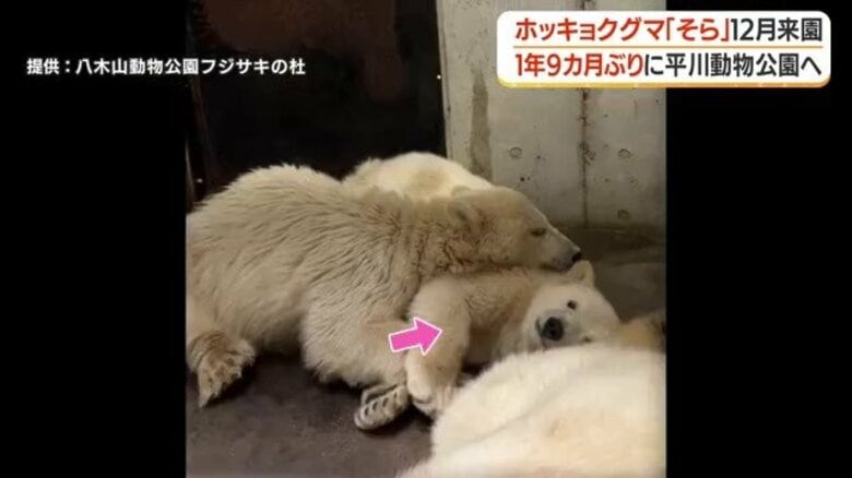 鹿児島・平川動物公園に約1年9カ月ぶりホッキョクグマ　12月25日に仙台生まれ「そら」来園へ｜FNNプライムオンライン
