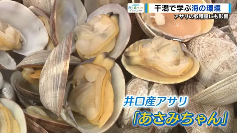 広島市産のアサリ「あさみちゃん」をもっと増やそう！　干潟の生き物と温暖化の影響を親子で学ぶ　砂を掘るとアサリが続々と｜FNNプライムオンライン