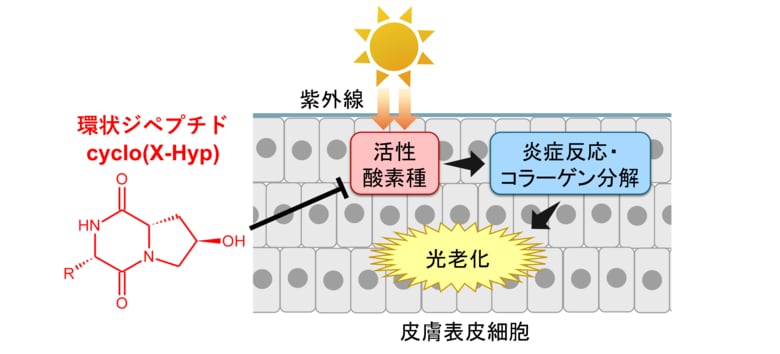 コラーゲン由来環状ジペプチド「cyclo(X-Hyp)」の高い光老化抑制作用と皮膚透過性を確認