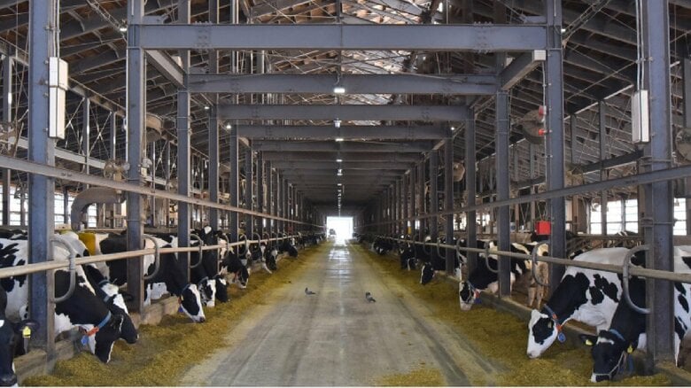 乳牛が自ら搾乳されに行きたくなる環境を実現…ロボット導入で何が変わった？酪農企業に見る「DX」のポイント｜FNNプライムオンライン