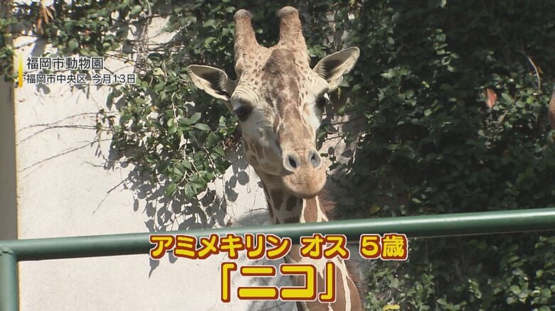 長～い首にフサフサのまつげ  もうすぐお別れ  動物園の人気者キリン  多くのファンが別れを惜しむ 【福岡発】｜FNNプライムオンライン