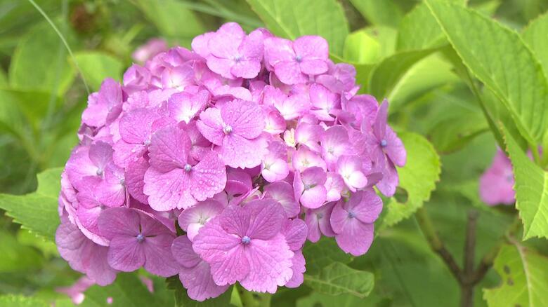 呉市の「アジサイロード」　色鮮やか１０００株のアジサイが見ごろ　ひと雨ごとに美しさ増す　広島｜FNNプライムオンライン