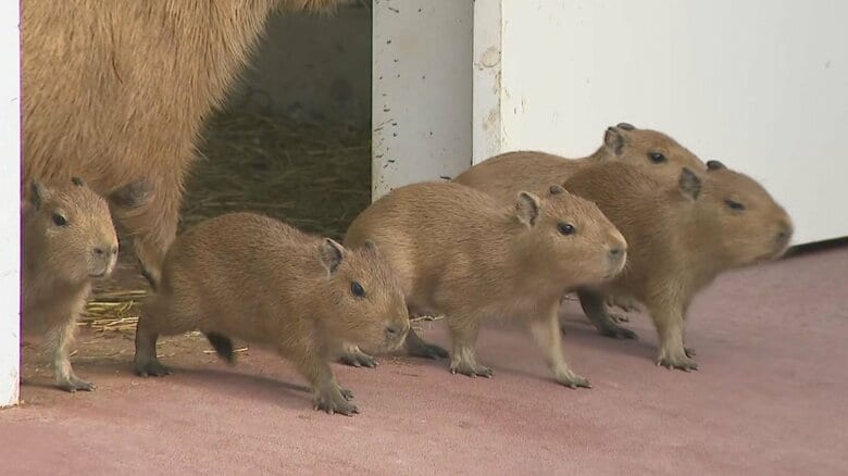 母親の周りをよちよち歩く…10/12に生まれたカピバラの赤ちゃん5匹を公開 愛知県蒲郡市・竹島水族館｜FNNプライムオンライン