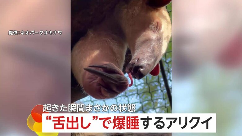 「びろ～ん」30～40cmの長～い舌ダラリで爆睡するアリクイ…起きた瞬間まさかの状態　沖縄・名護市「ネオパークオキナワ」｜FNNプライムオンライン