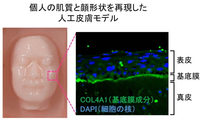 日本メナード化粧品、第51回日本香粧品学会学術大会において独自の人工皮膚モデル研究で会頭賞を受賞！
