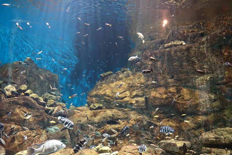 「アクア・トトぎふ」のタンガニイカ湖を再現した水槽(提供:アクア・トトぎふ)