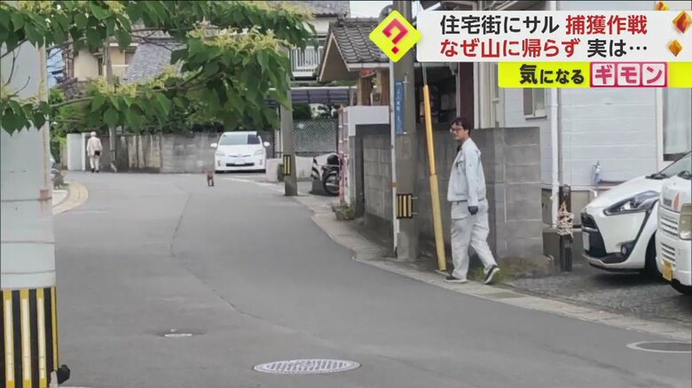 距離を保ちながら、サルについていく市の職員