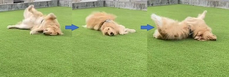 ドッグランを堪能している　しかしこの後…