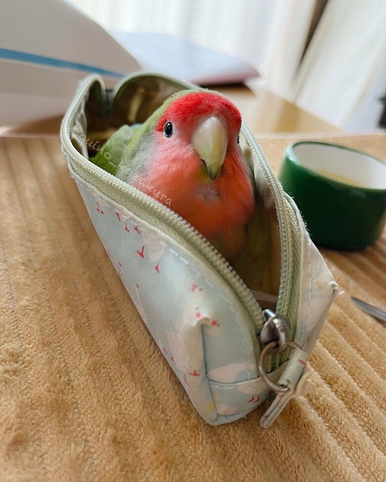 狭いところも好き　ペンケースの中