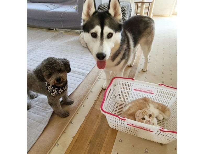 左：きゅうちゃん　中央：はっちゃん　右：じゅんちゃん（提供：犬と猫の親バカ日記さん）