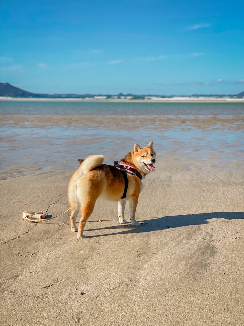 提供：shiba_mugi_さん