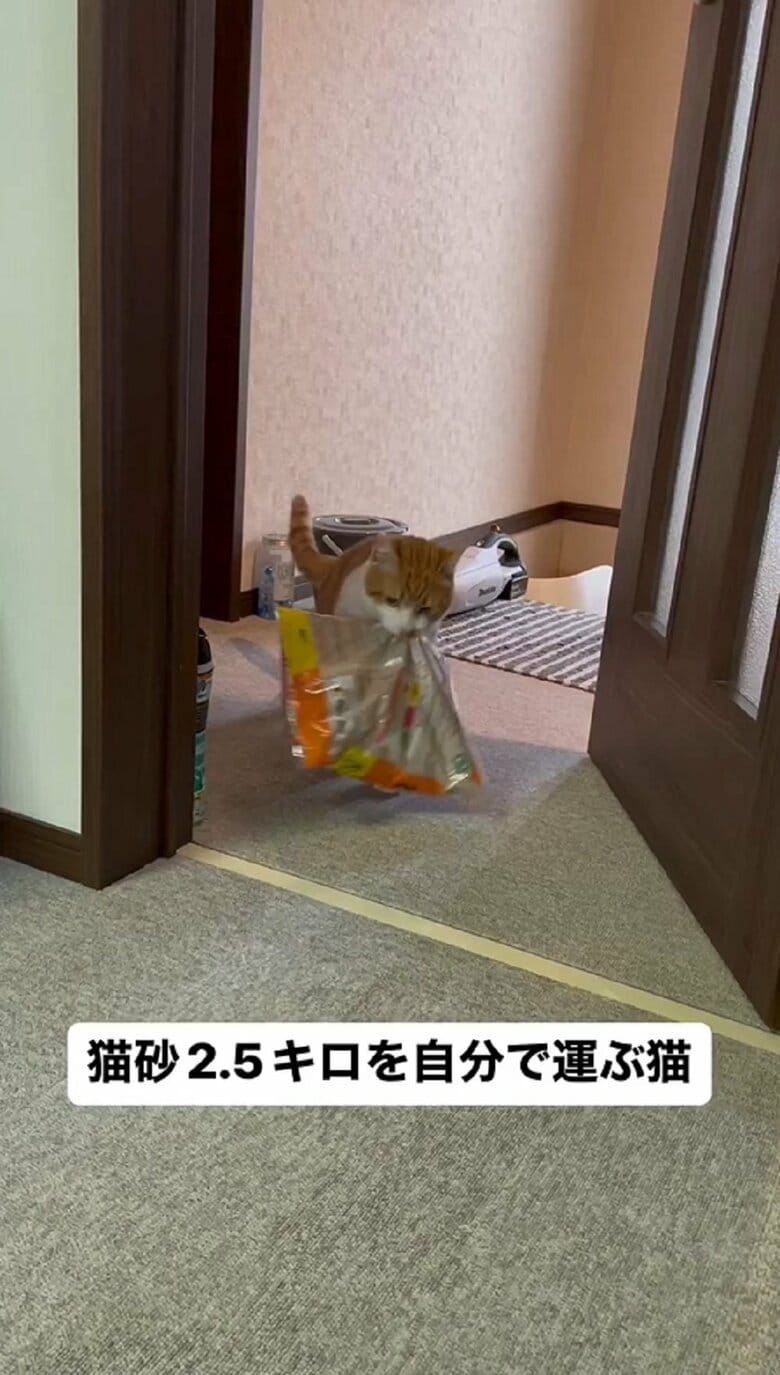 猫砂をくわえて運ぶオフくん