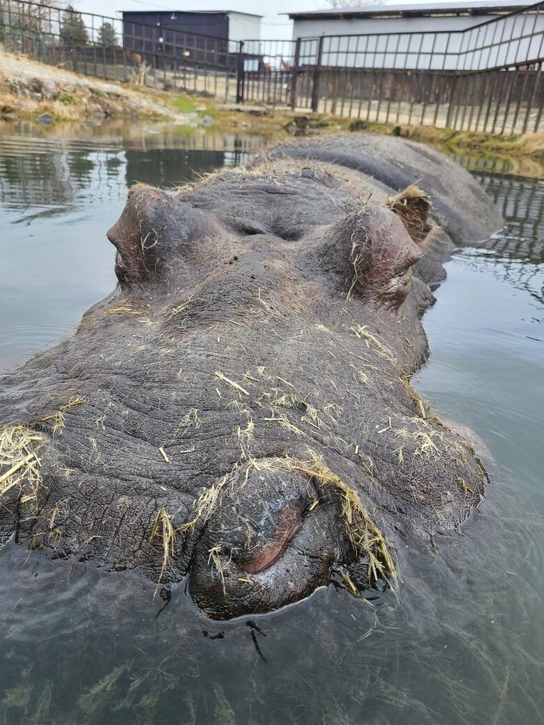 水の中のカバキチくん（提供：那須サファリパーク）