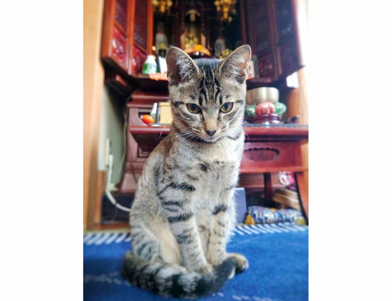 提供：アメチカンのもなさん