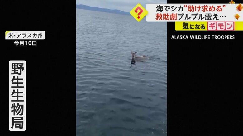 アメリカ・アラスカ州の海で泳ぐシカ