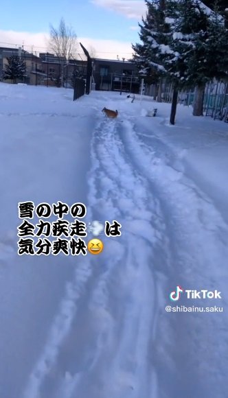 寒さはへっちゃら？